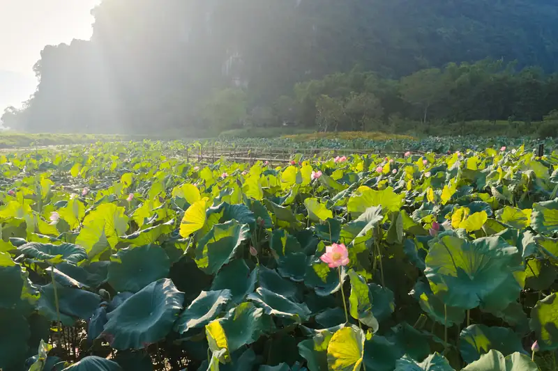Đầm sen trong khuôn viên Serena Kim Bôi, núi đá vôi phía xa