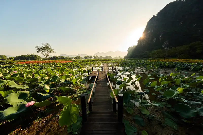 Cầu gỗ giữa đầm sen dưới chân núi đá lúc hoàng hôn – Serena Resort Kim Bôi